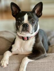 Lost Female Dog last seen Tollgate rd/Thompson Street, Glastonbury, CT 06073