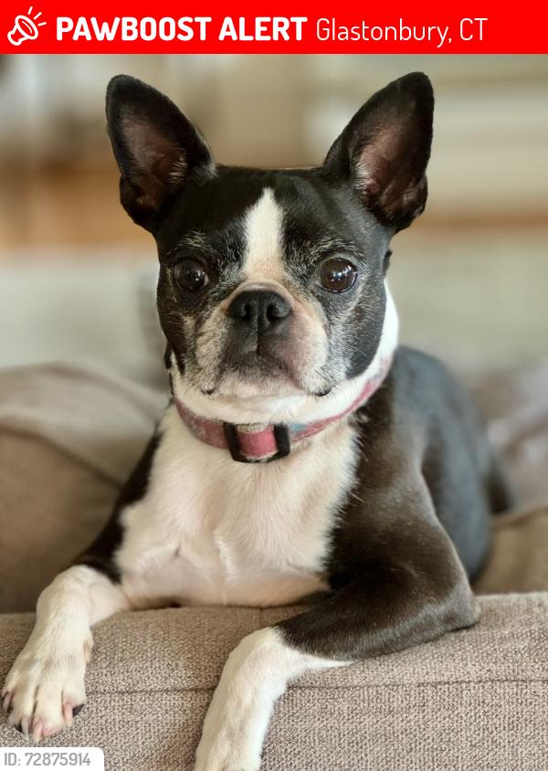 Lost Female Dog last seen Tollgate rd/Thompson Street, Glastonbury, CT 06073
