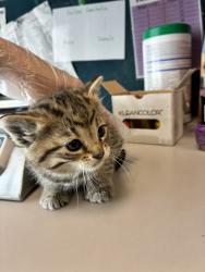 Shelter Stray Male Cat last seen Near S 1575 E, UNINCORPORATED COUNTY, UT, 84093, Taylorsville, UT 84123