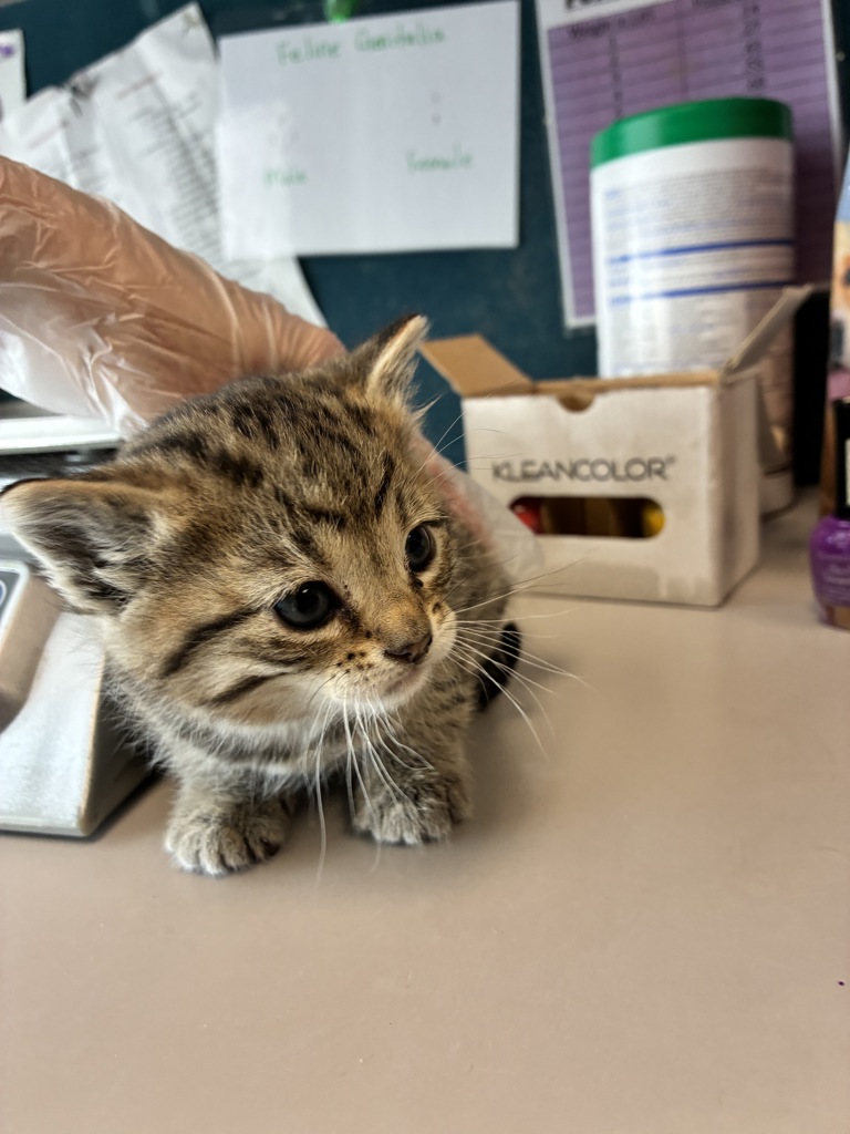 Shelter Stray Male Cat last seen Near S 1575 E, UNINCORPORATED COUNTY, UT, 84093, Taylorsville, UT 84123