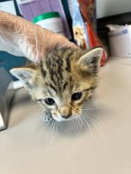 Shelter Stray Male Cat last seen Near S 1575 E, UNINCORPORATED COUNTY, UT, 84093, Taylorsville, UT 84123