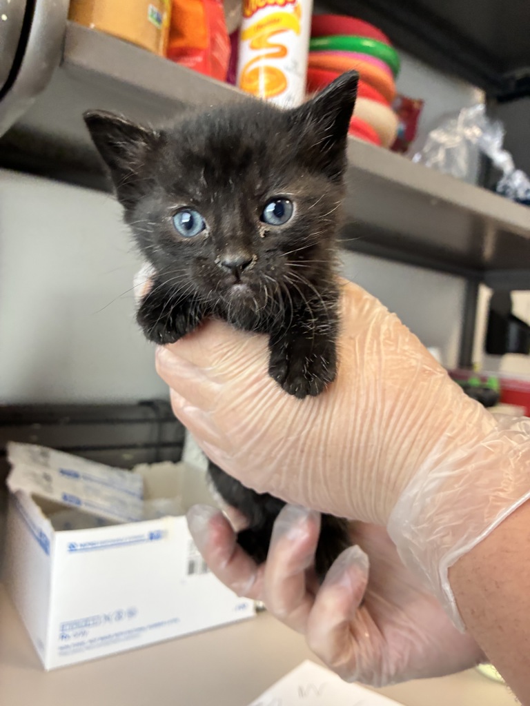 Shelter Stray Female Cat last seen Near S 1575 E, UNINCORPORATED COUNTY, UT, 84093, Taylorsville, UT 84123