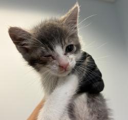 Shelter Stray Male Cat last seen Imperial Beach, CA, 91932, San Diego, CA 92110