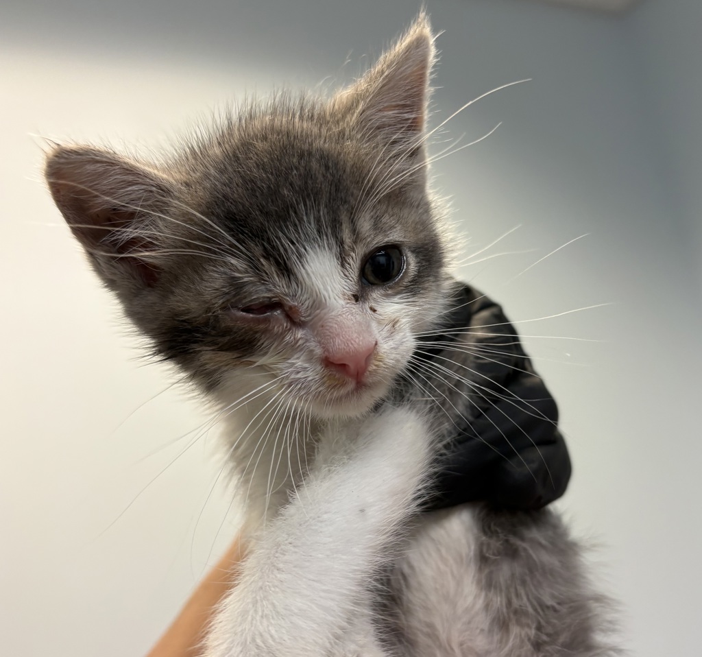 Shelter Stray Male Cat last seen Imperial Beach, CA, 91932, San Diego, CA 92110