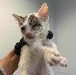 Shelter Stray Male Cat last seen Imperial Beach, CA, 91932, San Diego, CA 92110