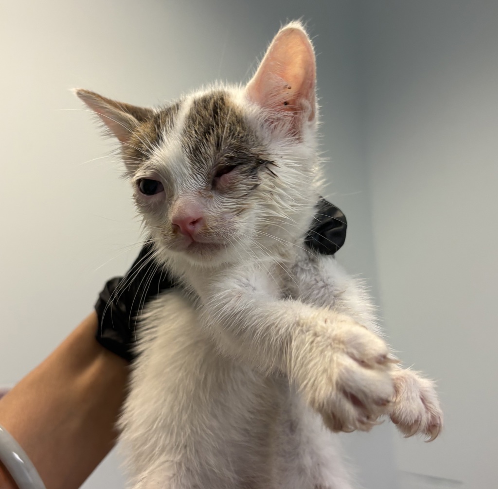Shelter Stray Male Cat last seen Imperial Beach, CA, 91932, San Diego, CA 92110