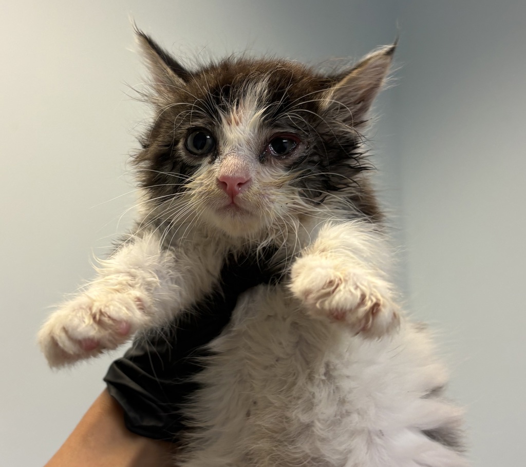 Shelter Stray Female Cat last seen Imperial Beach, CA, 91932, San Diego, CA 92110