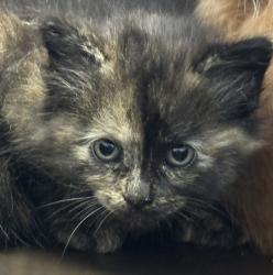 Shelter Stray Female Cat last seen Near fuji Street, San Diego, CA, 92139, San Diego, CA 92110