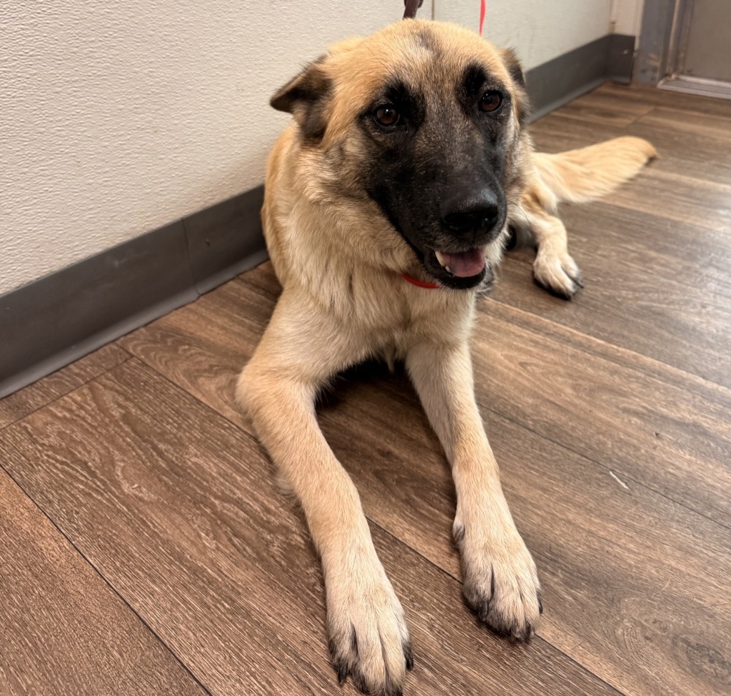 Shelter Stray Female Dog last seen Saturn Street, San Diego, CA, 92154, San Diego, CA 92110