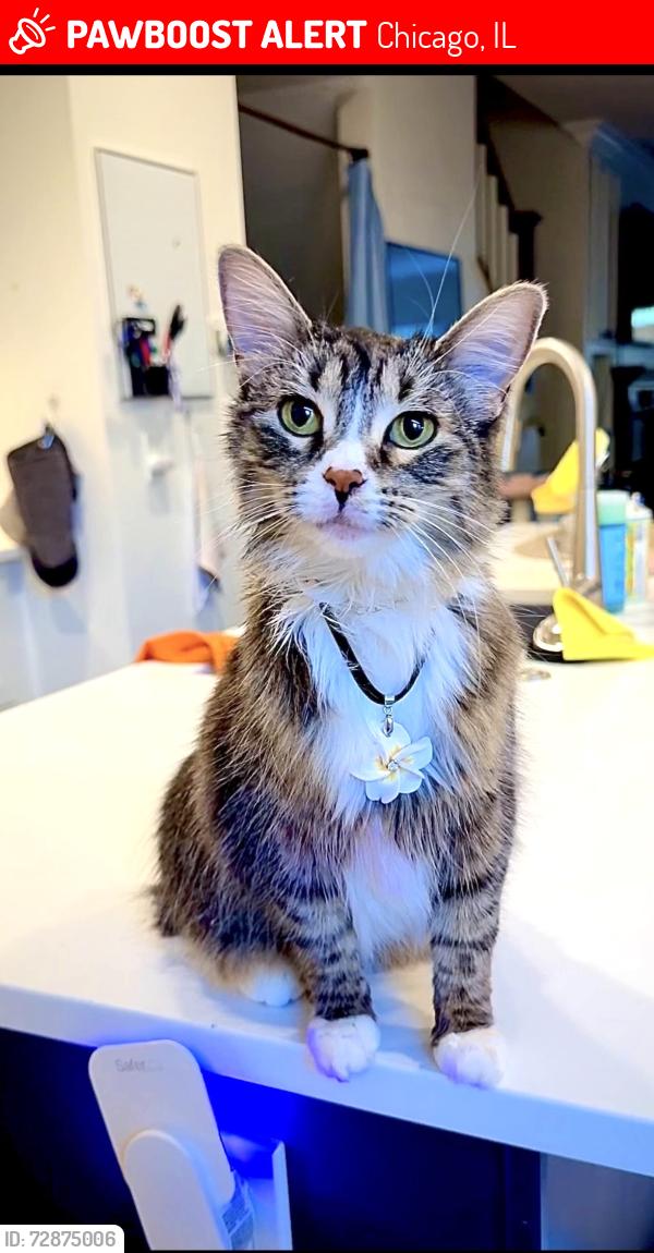 Lost Female Cat last seen Near West Scott Street , Chicago, IL 60610