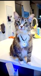 Lost Female Cat last seen Near West Scott Street , Chicago, IL 60610