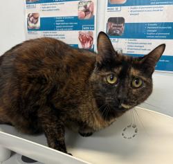 Shelter Stray Female Cat last seen Ariva Court, San Diego, CA, 92123, San Diego, CA 92110