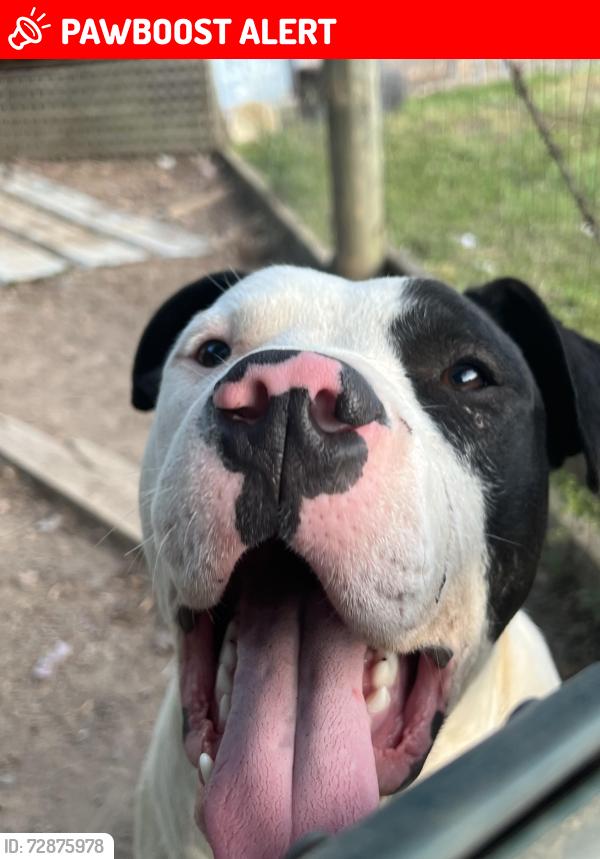 Lost Male Dog last seen Thompson Mill Rd, Cane Creek Mountain, South Co Lumber Plant, Hwy 87, Alamance County, NC 27253