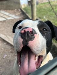 Lost Male Dog last seen Thompson Mill Rd, Cane Creek Mountain, South Co Lumber Plant, Hwy 87, Alamance County, NC 27253