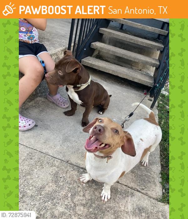 Found/Stray Female Dog last seen Near woodstone , San Antonio, TX 78230