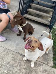 Found/Stray Female Dog last seen Near woodstone , San Antonio, TX 78230