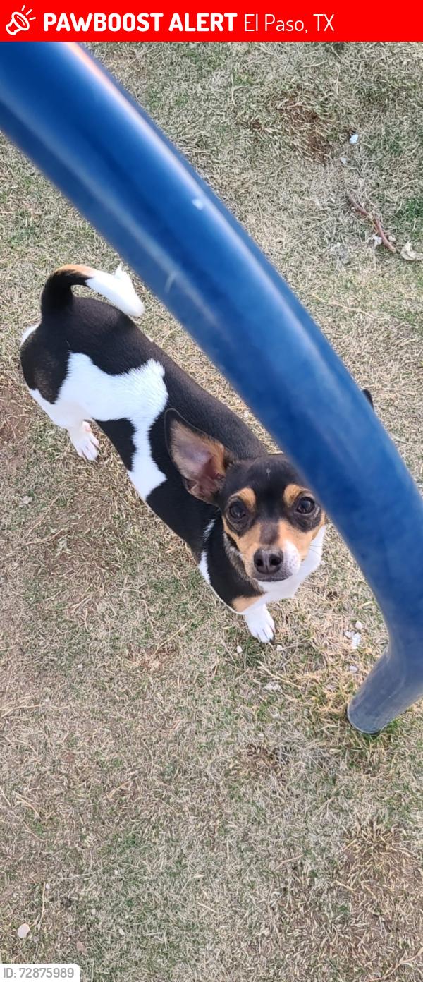 Lost Female Dog last seen Pebble hills and north Zaragoza , El Paso, TX 79938