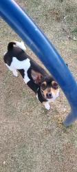 Lost Female Dog last seen Pebble hills and north Zaragoza , El Paso, TX 79938