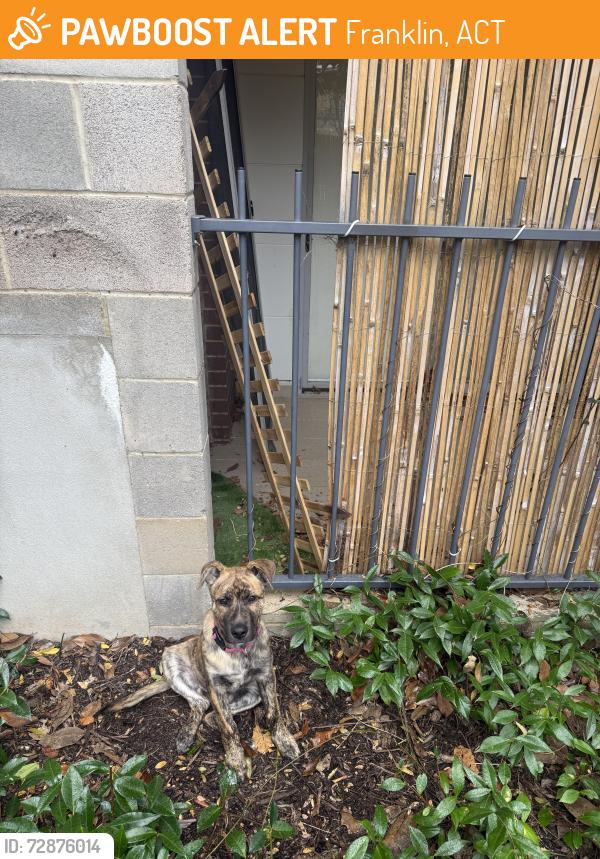 Found/Stray Unknown Dog last seen Near Flemington Rd, Franklin, ACT 2913
