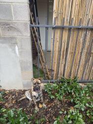 Found/Stray Unknown Dog last seen Near Flemington Rd, Franklin, ACT 2913
