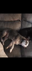 Lost Male Dog last seen Blue ridge and 83rd st, Raytown, MO 64138