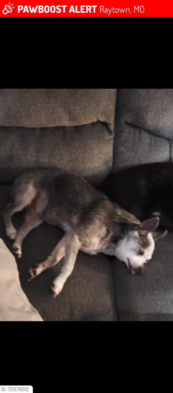 Lost Male Dog last seen Blue ridge and 83rd st, Raytown, MO 64138