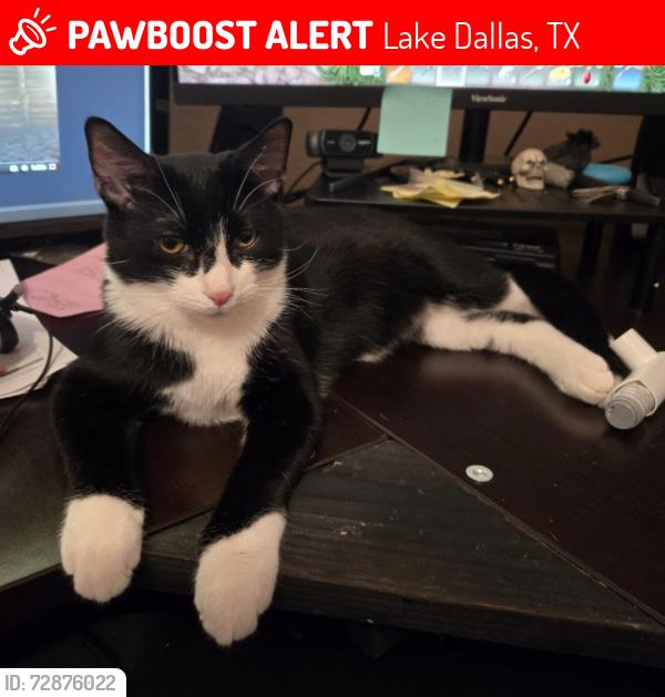 Lost Male Cat last seen Lakeview Point Vista, Lake Dallas, TX 75065