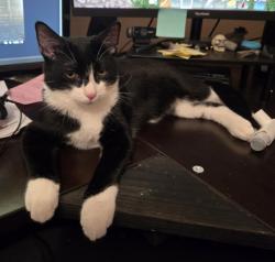 Lost Male Cat last seen Lakeview Point Vista, Lake Dallas, TX 75065