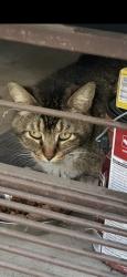 Found/Stray Unknown Cat last seen S pine street , Escondido, CA 92025