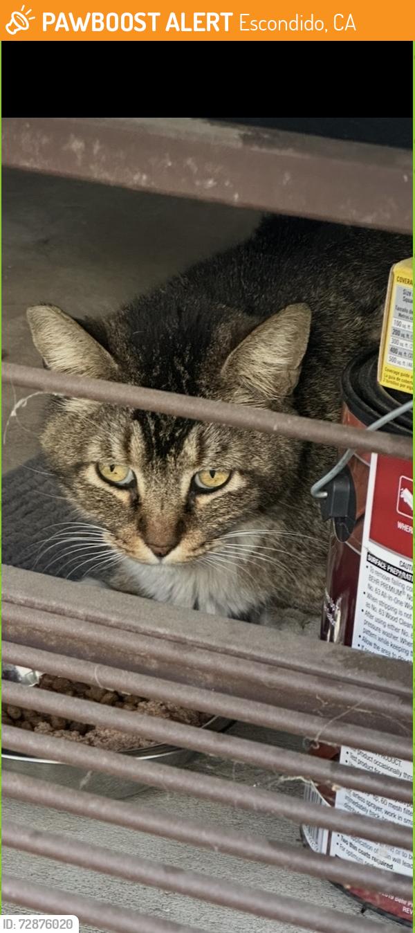 Found/Stray Unknown Cat last seen S pine street , Escondido, CA 92025