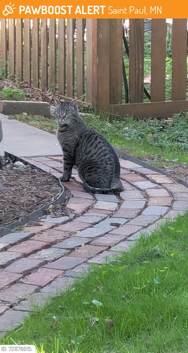 Found/Stray Unknown Cat last seen Prior Ave, Saint Paul, MN 55105