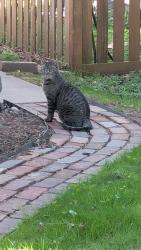 Found/Stray Unknown Cat last seen Prior Ave, Saint Paul, MN 55105