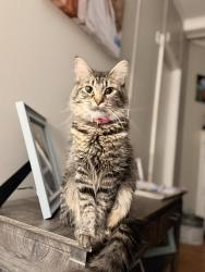 Lost Female Cat last seen Allen Rd. , Macon, GA 31216