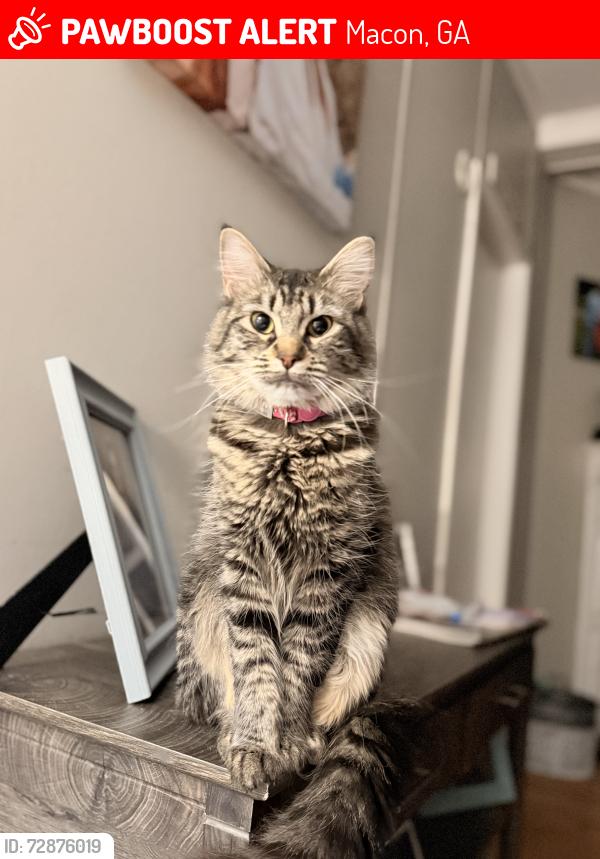 Lost Female Cat last seen Allen Rd. , Macon, GA 31216