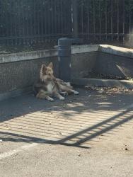 Found/Stray Unknown Dog last seen Tommydon and Hammertown, Stockton, CA 95210