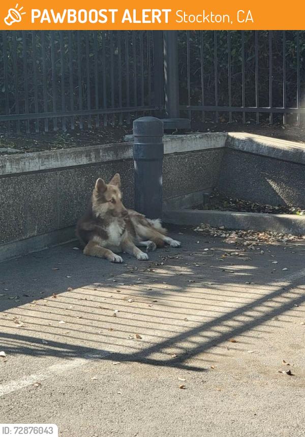 Found/Stray Unknown Dog last seen Tommydon and Hammertown, Stockton, CA 95210