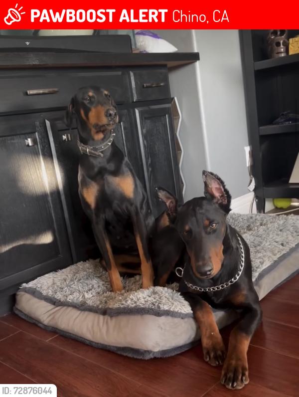 Lost Female Dog last seen Pine & Mill Creek, Chino, CA 91708