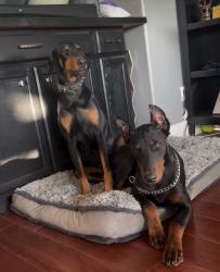 Lost Female Dog last seen Pine & Mill Creek, Chino, CA 91708