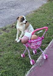 Lost Female Dog last seen hmstd fl 33033, Homestead, FL 33033