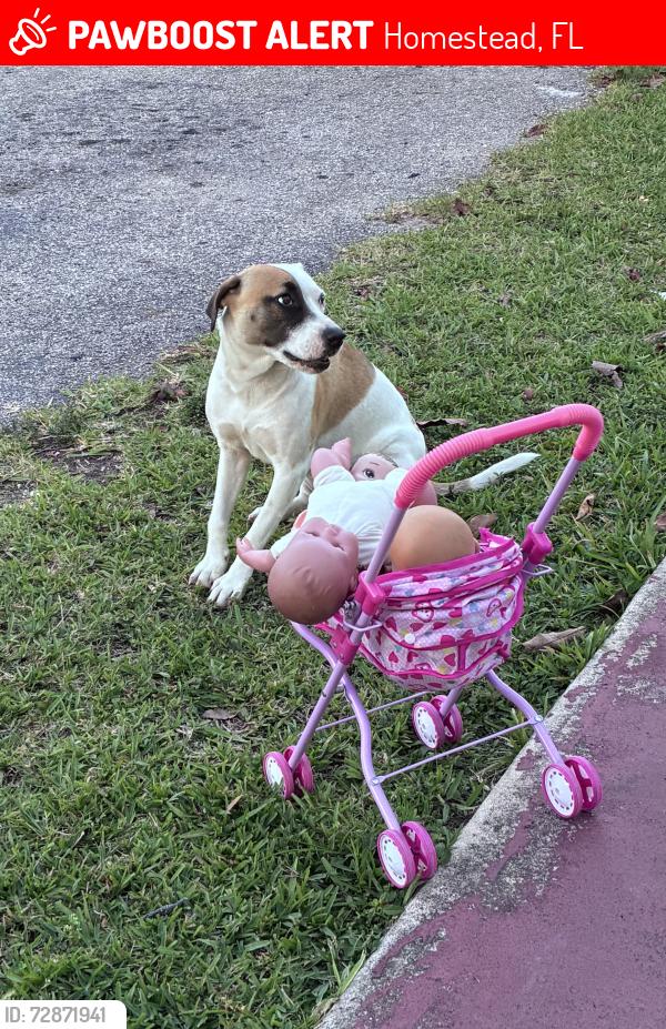 Lost Female Dog last seen hmstd fl 33033, Homestead, FL 33033