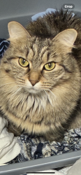 Lost Female Cat last seen Main Street Newburn and ..unless something scares her and she took. , Medford, MA 02155