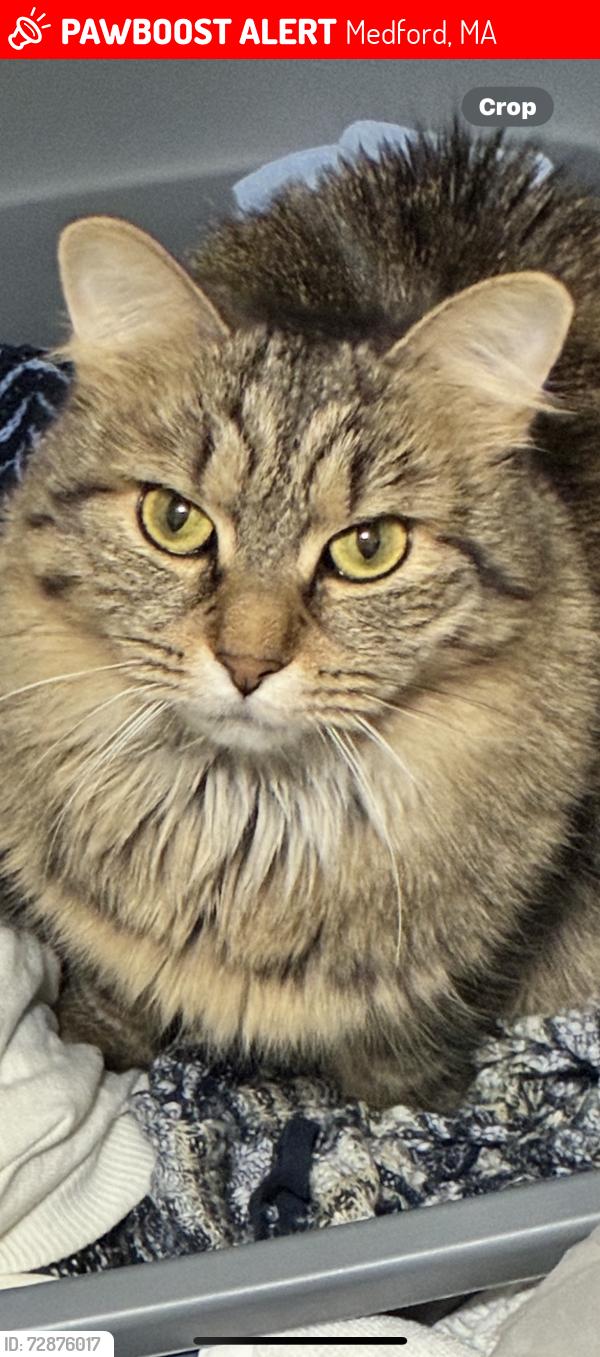 Lost Female Cat last seen Main Street Newburn and ..unless something scares her and she took., Medford, MA 02155