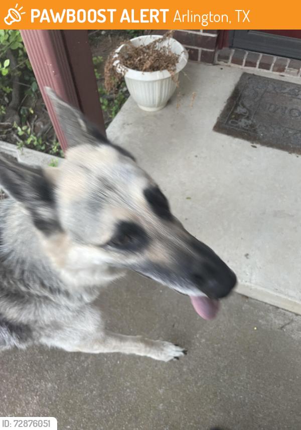 Found/Stray Unknown Dog last seen Stagehill , Arlington, TX 76017