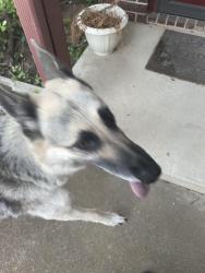 Found/Stray Unknown Dog last seen Stagehill , Arlington, TX 76017