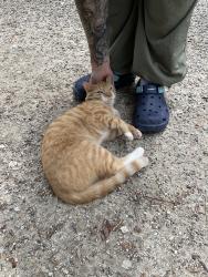 Found/Stray Male Cat last seen Intersection of harbor point rd and Turkey point rd. , Onslow County, NC 28460