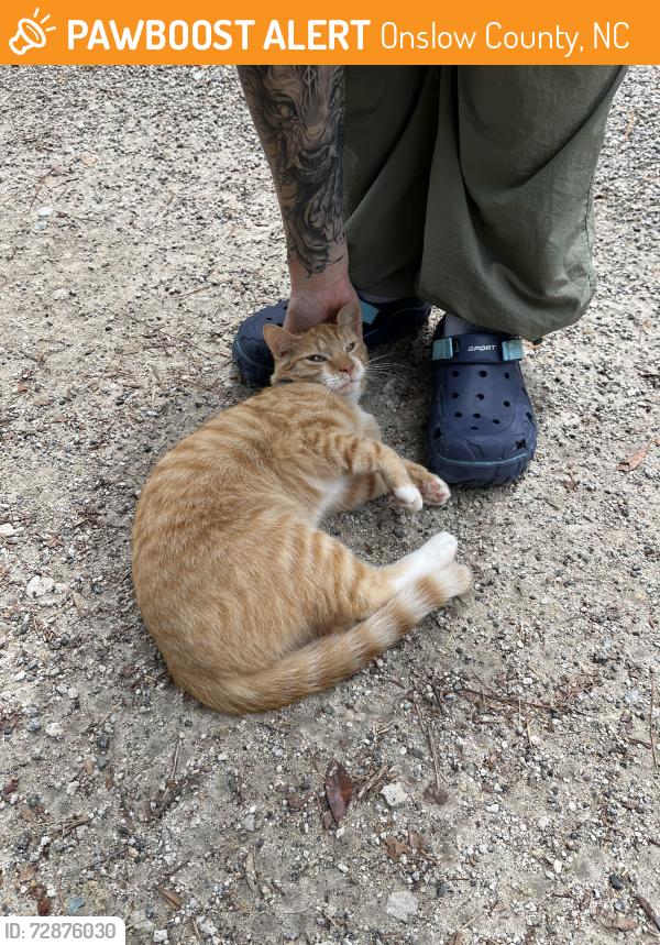 Found/Stray Male Cat last seen Intersection of harbor point rd and Turkey point rd. , Onslow County, NC 28460