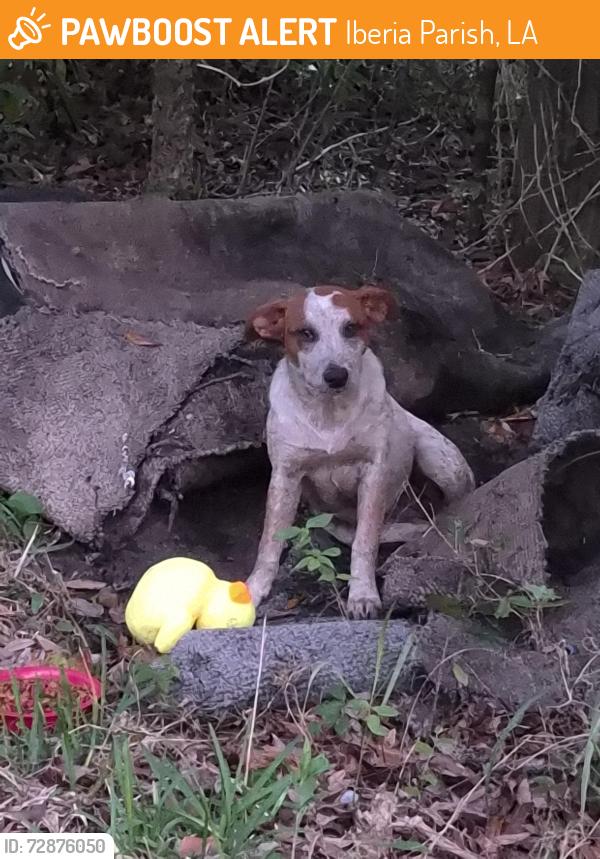 Found/Stray Female Dog last seen Avery Island Rd, Iberia Parish, LA 70560