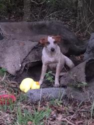 Found/Stray Female Dog last seen Avery Island Rd, Iberia Parish, LA 70560