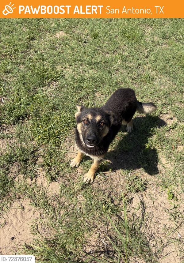 Found/Stray Male Dog last seen Near & Hardy Rd, San Antonio, TX 78264