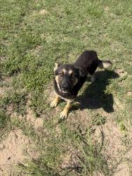 Found/Stray Male Dog last seen Near & Hardy Rd, San Antonio, TX 78264